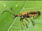Cantharide Pennsylvanie (Chauliognathus pensylvanicus)_2