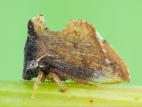 Entylia carinata_4