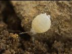 Prociphilus americanus_2