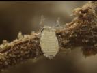Prociphilus americanus_3
