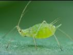 Puceron du pois (Acyrthosiphon pisum)_6
