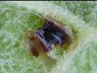 Casside verte (Cassida rubiginosa)_1