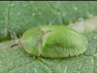 Casside verte (Cassida rubiginosa)_10
