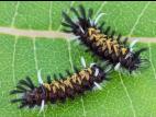 Arctiide asclépiade (Euchaetes egle)_1