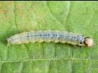Plieuse de la vigne (Desmia funeralis)_2