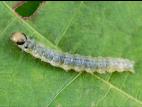 Plieuse de la vigne (Desmia funeralis)_3
