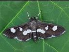 Plieuse de la vigne (Desmia funeralis)_4