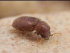 Lasioderme du tabac (Lasioderma serricorne)_3