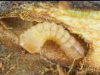 Saperde du pommier (Saperda candida)_3