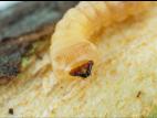 Saperde du pommier (Saperda candida)_4