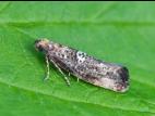 Teigne du poireau (Acrolepiopsis assectella)_5