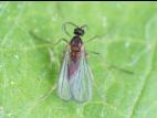 Cécidomyie du pommier (Dasineura mali)_6