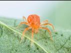 Anystis sp._2