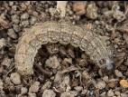 Ver-gris noir (Agrotis ipsilon)_5