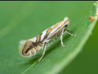 Mineuse marbrée (Phyllonorycter blancardella)_3
