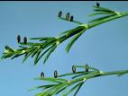 Criocère de l'asperge (Crioceris asparagi)_7