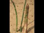 Criocère de l'asperge (Crioceris asparagi)_8