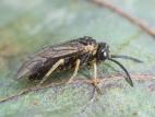 Tenthrède du framboisier (Monophadnoides geniculatus)_4