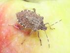 Punaise marbrée (Halyomorpha halys)_5