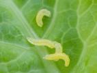 Cécidomyie du chou-fleur (Contarinia nasturtii)_9