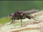 Mouche des semis (Delia platura)_10