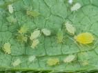 Puceron du soya (Aphis glycines)_7