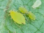Puceron du soya (Aphis glycines)_9