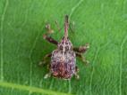 Charançon de la pomme (Anthonomus quadrigibbus)_4