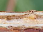 Anneleur framboisier (Oberea affinis)_6
