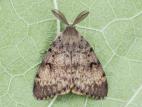 Spongieuse (Lymantria dispar)_9