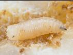 Mouche du chou (Delia radicum)_7
