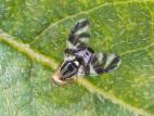 Mouche du bleuet (Rhagoletis mendax)_9