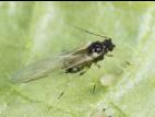 Puceron du melon (Aphis gossypii)_6