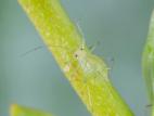Puceron de la digitale (Aulacorthum solani)_7