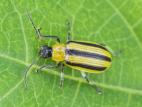 Chrysomèle rayée du concombre (Acalymma vittatum)_5