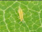 Thrips des fleurs (Frankliniella tritici)_3