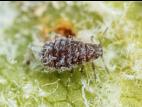 Puceron lanigère du pommier (Eriosoma lanigerum)_4