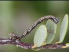 Arpenteuse pruche (Lambdina fiscellaria fiscellaria)_3