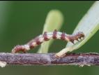 Arpenteuse pointes (Nematocampa resistaria)_4