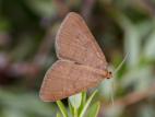 Arpenteuse brune (Speranza brunneata)_7