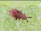 Punaise brune du pommier (Atractotomus mali)_2