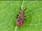 Punaise brune du pommier (Atractotomus mali)_3