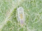 Cicadelle blanche du pommier (Typhlocyba pomaria)_4