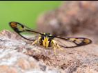 Sésie du cornouiller (Synanthedon scitula)_8