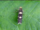 Pique-bouton du framboisier (Lampronia corticella)_5