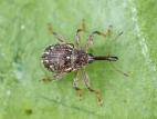 Charançon du poivron (Anthonomus eugenii)_1