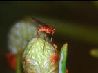 Cécidomyie du sapin (Paradiplosis tumifex)_1