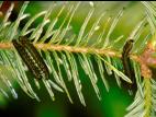 Diprion du sapin (Neodiprion abietis)_2