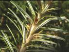 Tétranyque de l'épinette (Oligonychus ununguis)_4