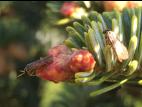 Perce-pousse du sapin (Pleroneura brunneicornis)_3